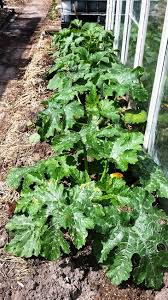 courgette planten