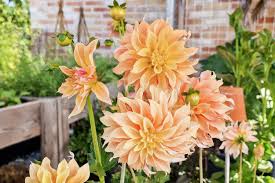 dahlia planten