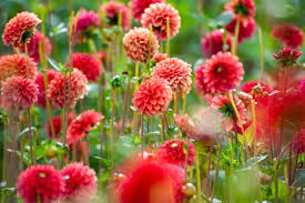 dahlia's planten