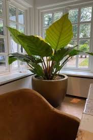 grote kamerplanten