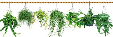 hangplanten binnen