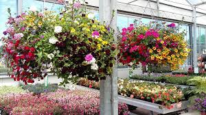 hangplanten buiten