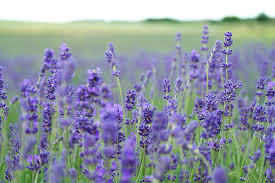 lavendel planten