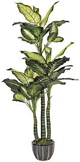 olifantenpoot plant