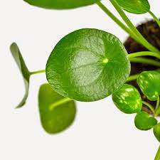 pannenkoek plant