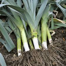 prei planten