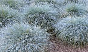 siergrassen planten