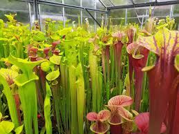 vleesetende planten
