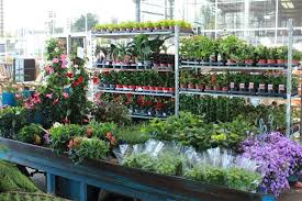 willaert planten