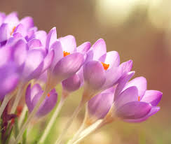 bloem en plant