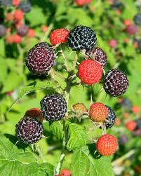 framboos planten
