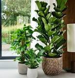 grote planten voor binnen
