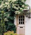 hortensia planten