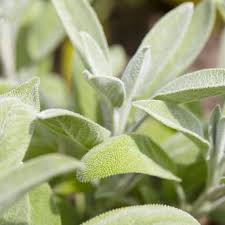 salie plant