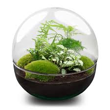 terrarium planten