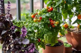 tomaat planten