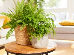 varen plant