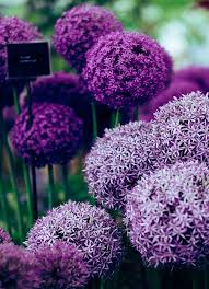 winterharde planten met bloemen