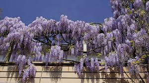 blauwe regen planten