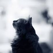 giftige planten katten