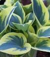 hosta planten