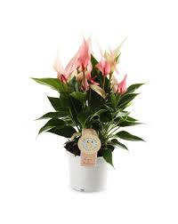 kamerplanten met bloemen