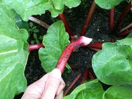 rabarber planten