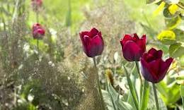 tulpen planten