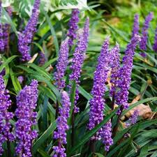 vaste planten met bloemen winterhard