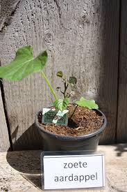 zoete aardappel plant