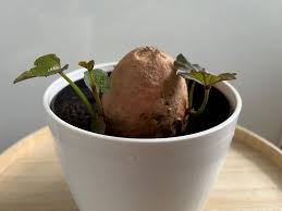 zoete aardappel planten