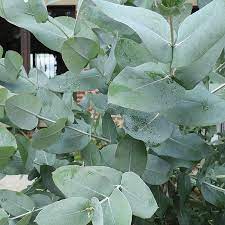 eucalyptus plant kopen