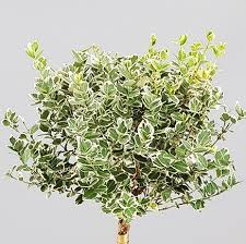 groenblijvende winterharde planten