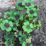 klavertje vier plant