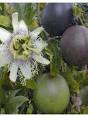 passievrucht plant