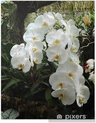 plant met witte bloem