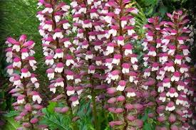 vaste planten volle zon winterhard