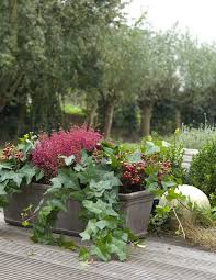 winterharde planten voor bloembakken