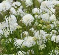 plant met witte bloemen