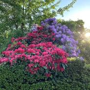 rhododendron planten