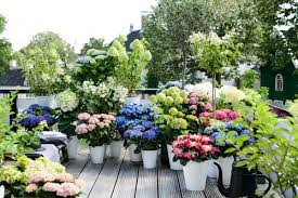 terras planten voor buiten