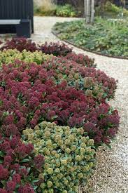 winterharde planten groenblijvend