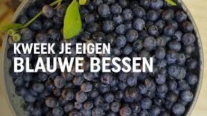 blauwe bessen planten