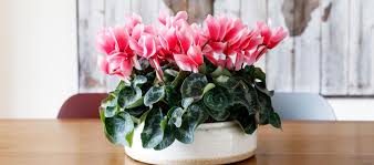 bloeiende kamerplanten