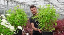annabelle plant