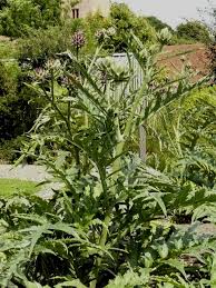 artisjok plant