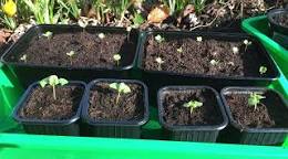 basilicum planten