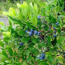 blauwe bessen planten