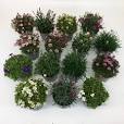 brico planten