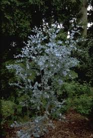 eucalyptus plant buiten